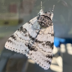 Catocala relicta