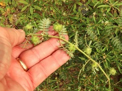 Tribulus terrestris
