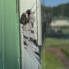 Catocala relicta