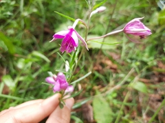 Chamaenerion dodonaei