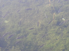 Lepomis macrochirus purpurascens