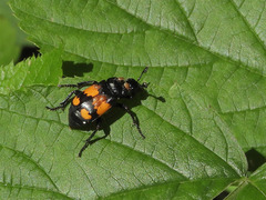 Nicrophorus vespilloides
