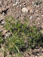 Dasyochloa pulchella