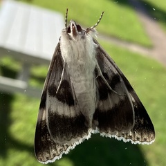 Catocala relicta