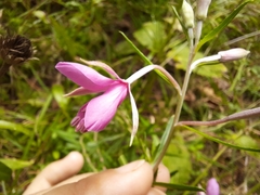 Chamaenerion dodonaei