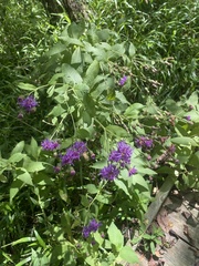Vernonia texana