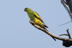 Polytelis anthopeplus