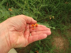 Sesbania vesicaria
