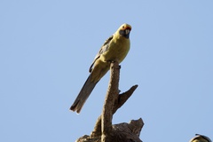 Polytelis anthopeplus