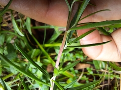 Chamaenerion dodonaei