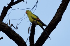 Polytelis anthopeplus