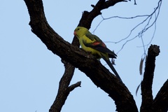 Polytelis anthopeplus