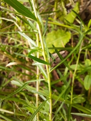 Chamaenerion dodonaei