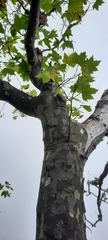 Platanus × hispanica