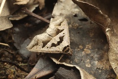 Tephriopis divulsa