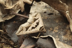 Tephriopis divulsa