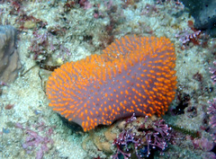 Polycitor giganteus