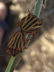 Graphosoma semipunctatum