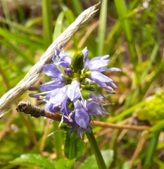 Veronica barrelieri