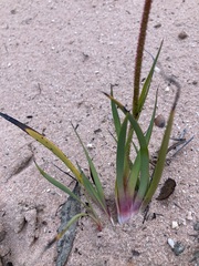 Anigozanthos bicolor decrescens