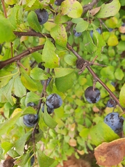 Prunus spinosa