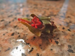 Neogastropoda