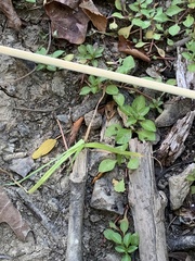 Eleusine indica