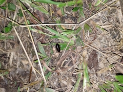 Lobopterella dimidiatipes