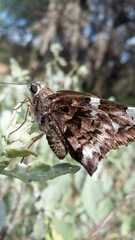 Codatractus arizonensis