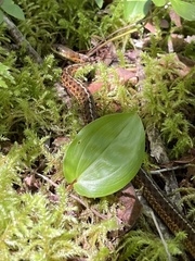 Thamnophis sirtalis pallidulus