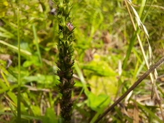 Veronica barrelieri