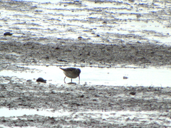 Calidris falcinellus