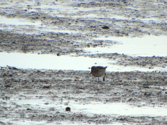 Calidris falcinellus