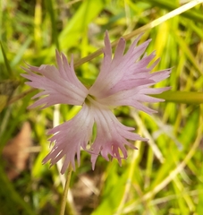 Dianthus hyssopifolius