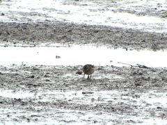 Calidris falcinellus