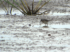 Calidris falcinellus