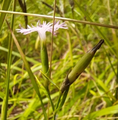 Dianthus hyssopifolius