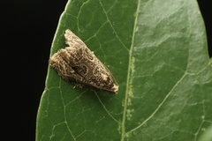 Sycacantha
