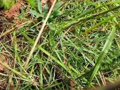 Dianthus hyssopifolius