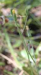 Hieracium megacephalon