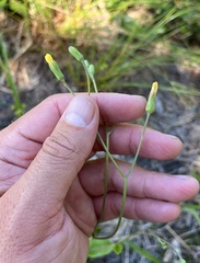Hieracium megacephalon