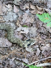Heterodon platirhinos
