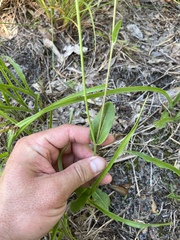 Hieracium megacephalon