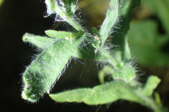 Bradburia pilosa