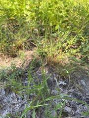 Hieracium megacephalon