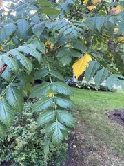 Koelreuteria paniculata