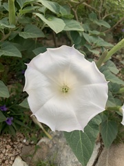 Datura innoxia
