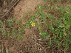 Tribulus terrestris