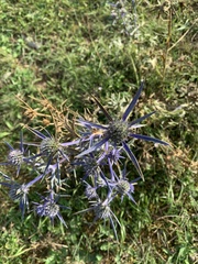 Eryngium amethystinum