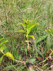 Gentiana cruciata